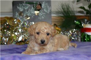 Samuel - puppy for sale