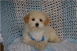 Truman - Bich-Poo - Bichpoo for sale