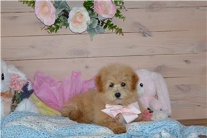 Sandy - Bich-Poo - Bichpoo for sale