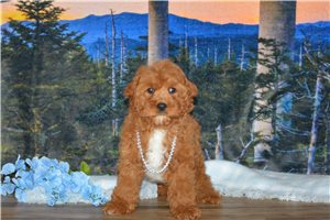 Ichabod - Cavapoo for sale