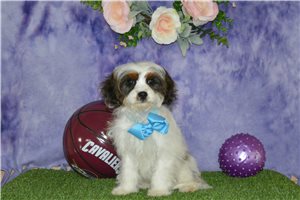 Iago - Cavapoo for sale