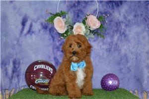 Ichabod - Cavapoo for sale