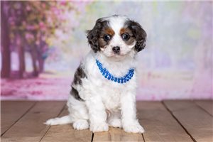 Iago - Cavapoo for sale