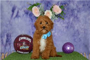 Ichabod - Cavapoo for sale