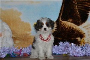 Iago - Cavapoo for sale