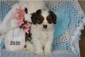 Iago - Cavapoo for sale