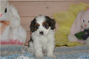 Iago - Cavapoo for sale