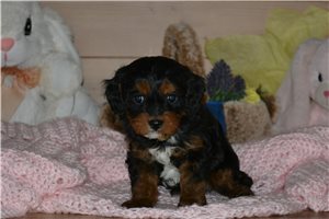 Isla - Cavapoo for sale