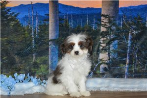 Iago - Cavapoo for sale
