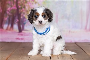 Iago - Cavapoo for sale