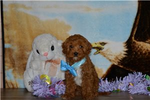 Ichabod - Cavapoo for sale
