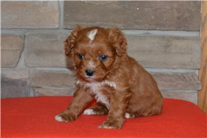 Henrietta - Cavapoo for sale