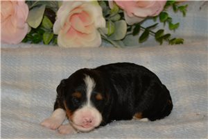 Hailey - Bernedoodle, Mini for sale