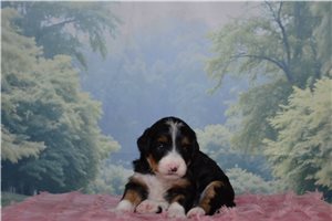 Hailey - Bernedoodle, Mini for sale