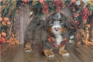 Harry - Mini Bernedoodle for sale