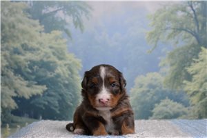 Harry - Bernedoodle, Mini for sale