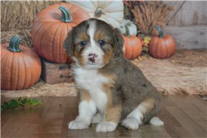 Hardy - Mini Bernedoodle for sale