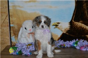 Hailey - Bernedoodle, Mini for sale