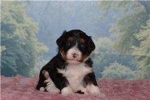 Holly - Bernedoodle, Mini for sale