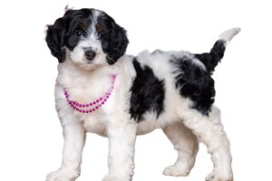 Abigail - Bernedoodle, Mini for sale