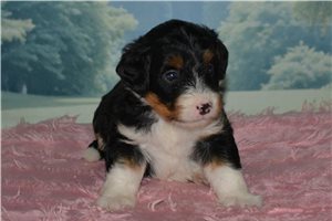 Holly - Bernedoodle, Mini for sale