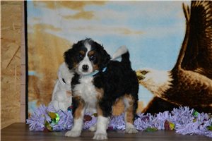 Holden - Bernedoodle, Mini for sale