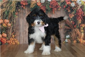 Holly - Bernedoodle, Mini for sale