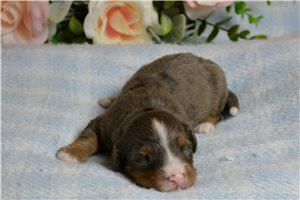 Harry - puppy for sale