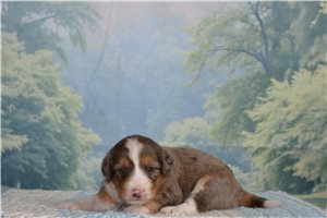 Hardy - Bernedoodle, Mini for sale
