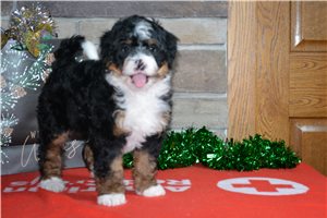Richard - Bernedoodle, Mini for sale