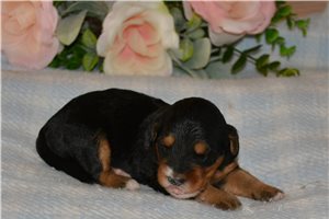 Harlow - Bernedoodle, Mini for sale