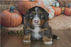 Harry - Mini Bernedoodle for sale