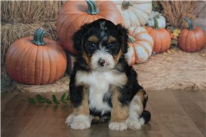 Hillary - Mini Bernedoodle for sale