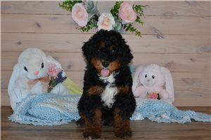 Asher - Bernedoodle, Mini for sale