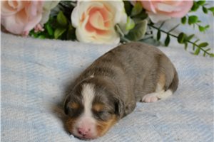 Hardy - puppy for sale