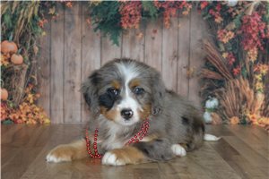 Hart - Mini Bernedoodle for sale