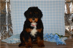 Asher - Mini Bernedoodle for sale
