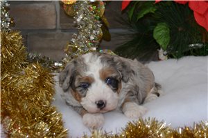 Rylee - Bernedoodle, Mini for sale