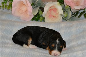 Hillary - Bernedoodle, Mini for sale