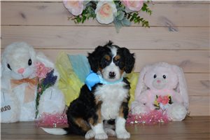 Holden - Bernedoodle, Mini for sale