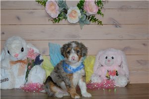 Hudson - Bernedoodle, Mini for sale