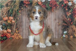 Hardy - Mini Bernedoodle for sale