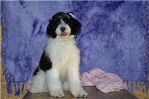 Abigail - Bernedoodle, Mini for sale
