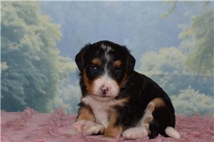 Hillary - Bernedoodle, Mini for sale