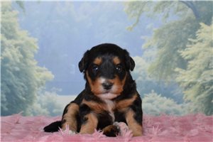 Harlow - Bernedoodle, Mini for sale