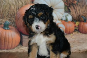 Hillary - Mini Bernedoodle for sale