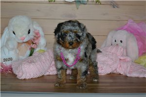 Amelia - puppy for sale