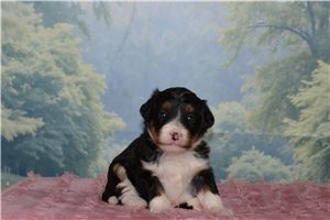 Holly - Bernedoodle, Mini for sale