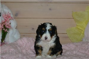 Hannah - puppy for sale