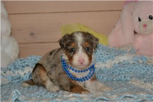 Hudson - puppy for sale